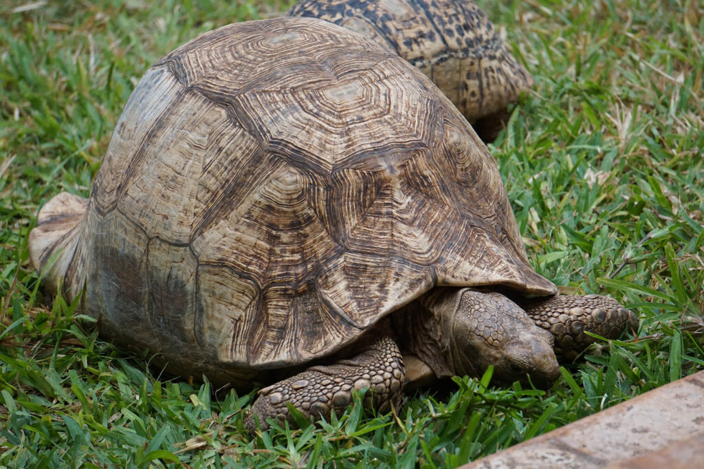 Hotel Schildkröte